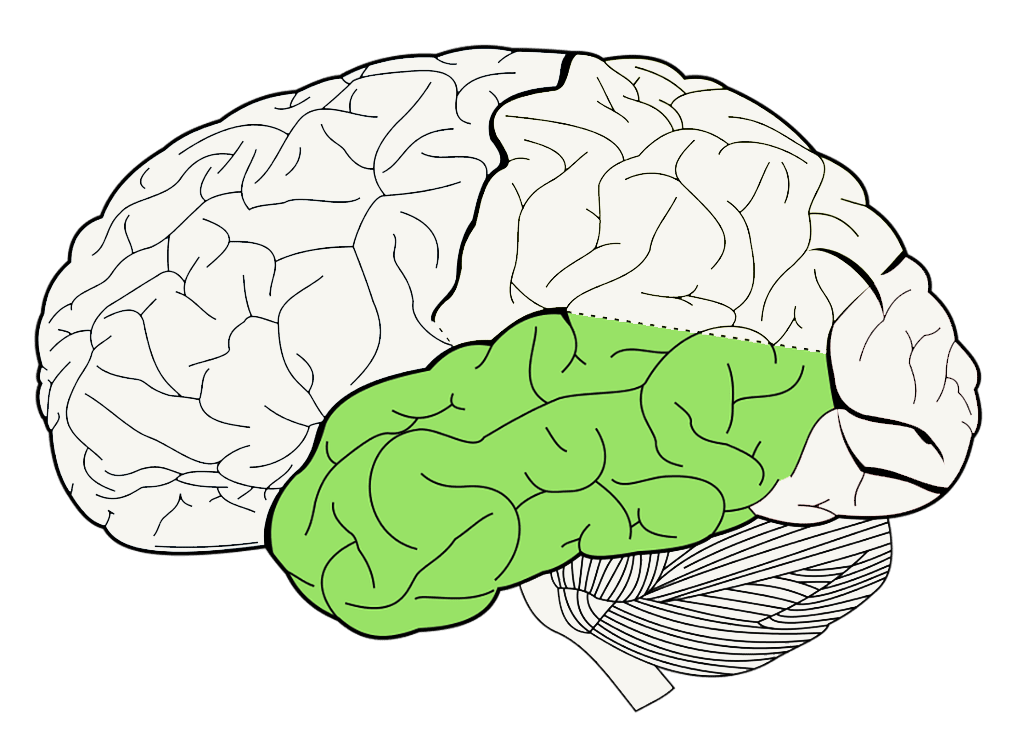 Затылочно теменная область мозга. Височная зона коры головного мозга.