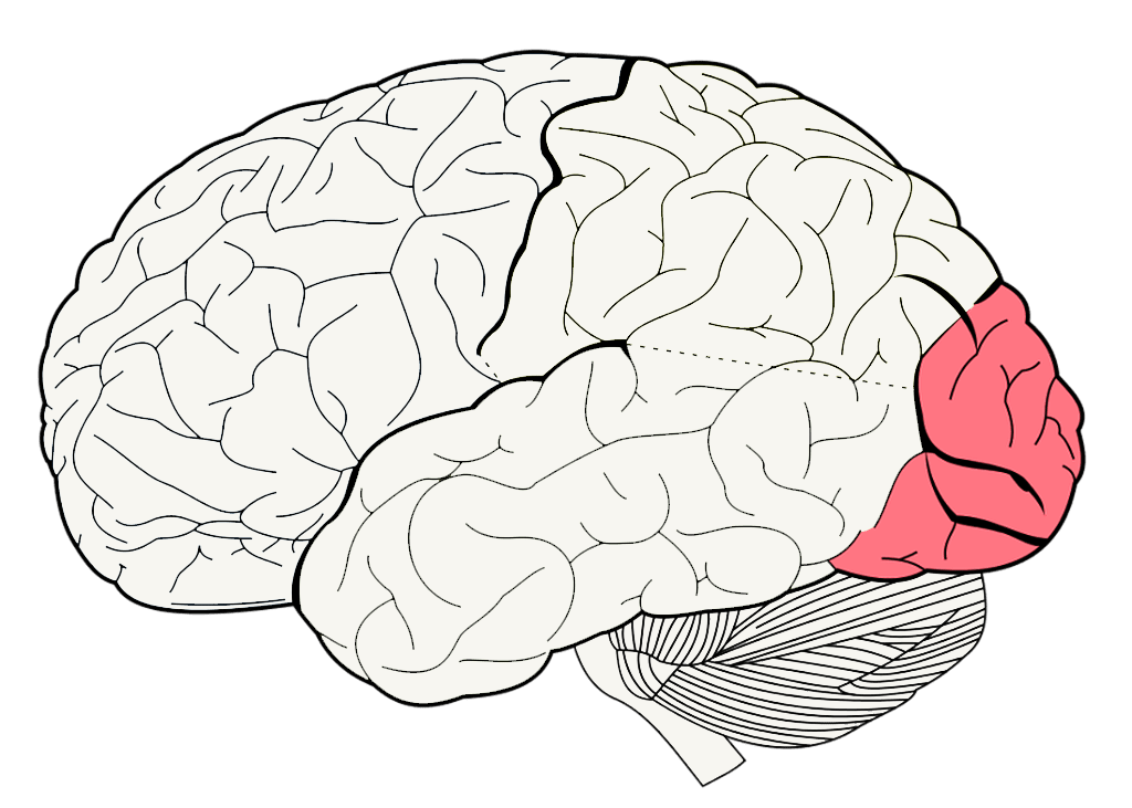 Other brain. Brain frontal Lobe. Мозг картина. Иконка мозг мускулы.